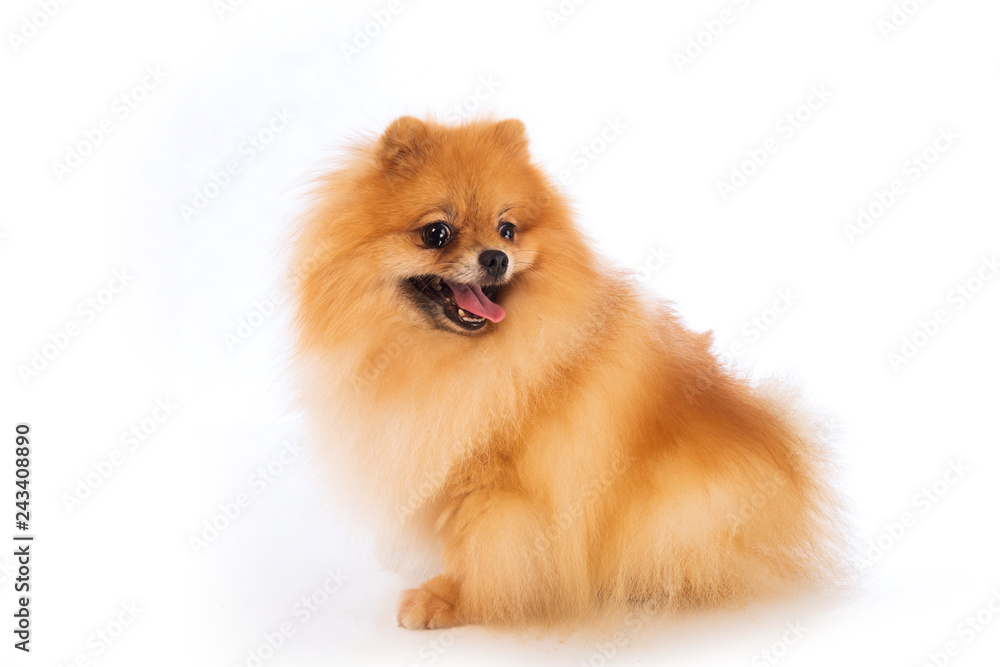 Portrait of cute pomeranian spitz on white background Portrait of cute pomeranian spitz on white background