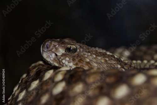 Rattlesnake Death Glare