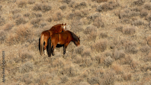 Wallpaper Mural Brown mustags grazing Torontodigital.ca