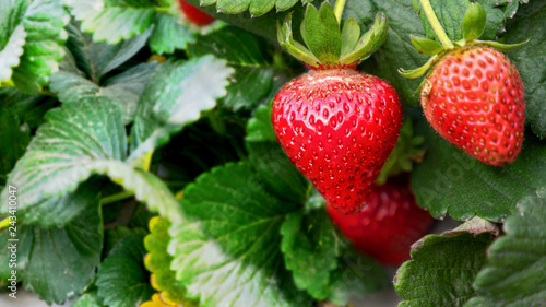 freah strawberry fruits on strawberry plants at farm