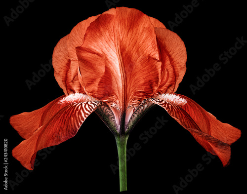 Fototapeta Naklejka Na Ścianę i Meble -  Iris red flower on the black isolated background with clipping path.  Closeup.  Nature.