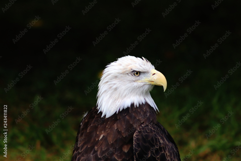 Eagle Eagle