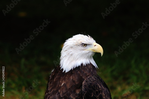 Eagle © Destiny