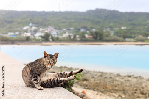 A cat grooming at the beach. photo