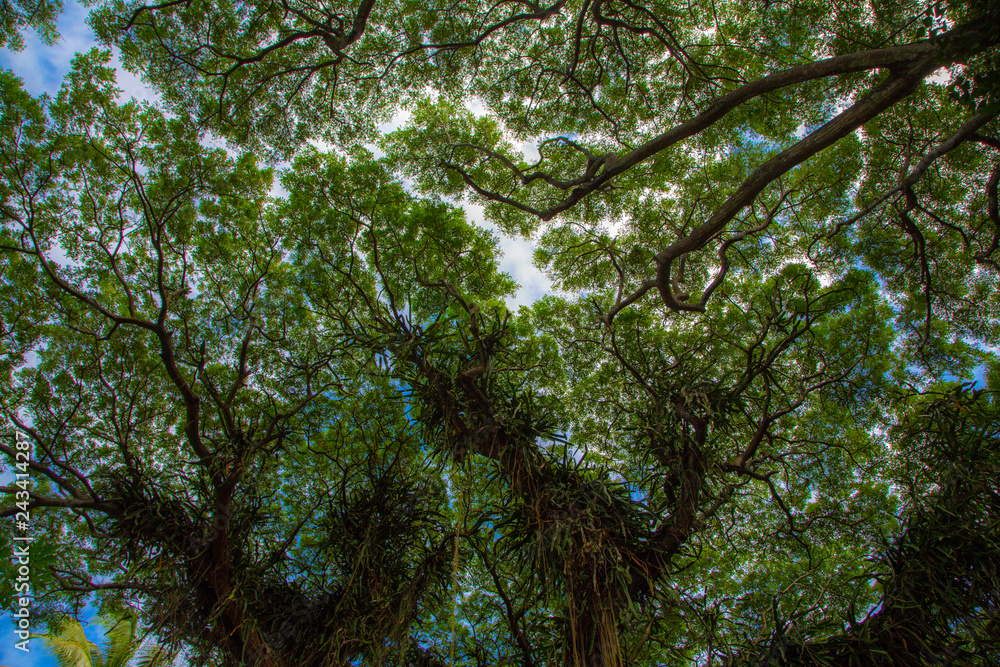 Obraz premium Tree Canopy in Maui 2019