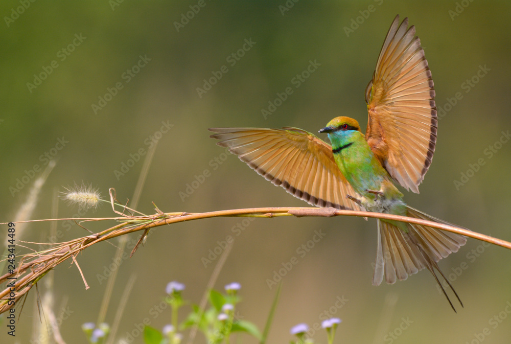 Fototapeta premium Green Bee-eater
