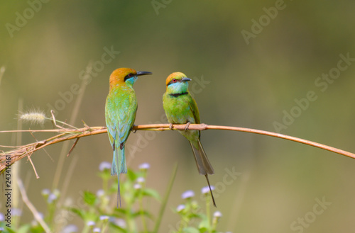 Pair of Green Bee-eater in the paddle field in the morning © aee_werawan