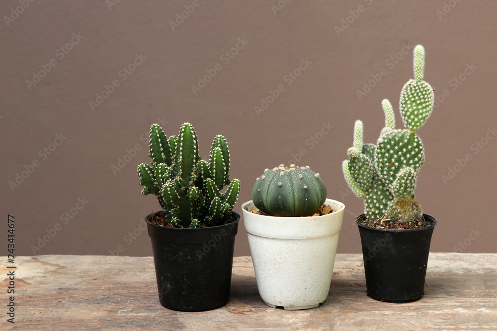 Three mini cactus in the black small pot on the wooden floor and brown background. Three mini cactus in the black small pot on the wooden floor and brown background.