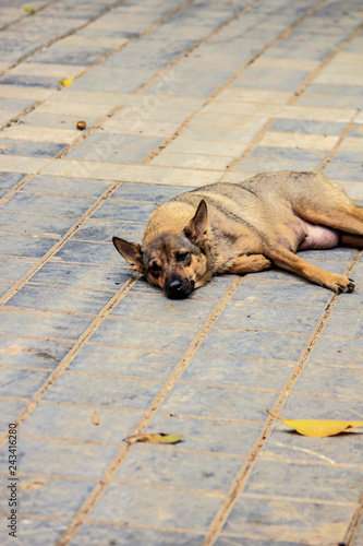 Fototapeta Naklejka Na Ścianę i Meble -  Brown and Black Street Dog Rests on the Walkway up to the Entrance of the Temple at the Perfume Pagoda in Vietnam