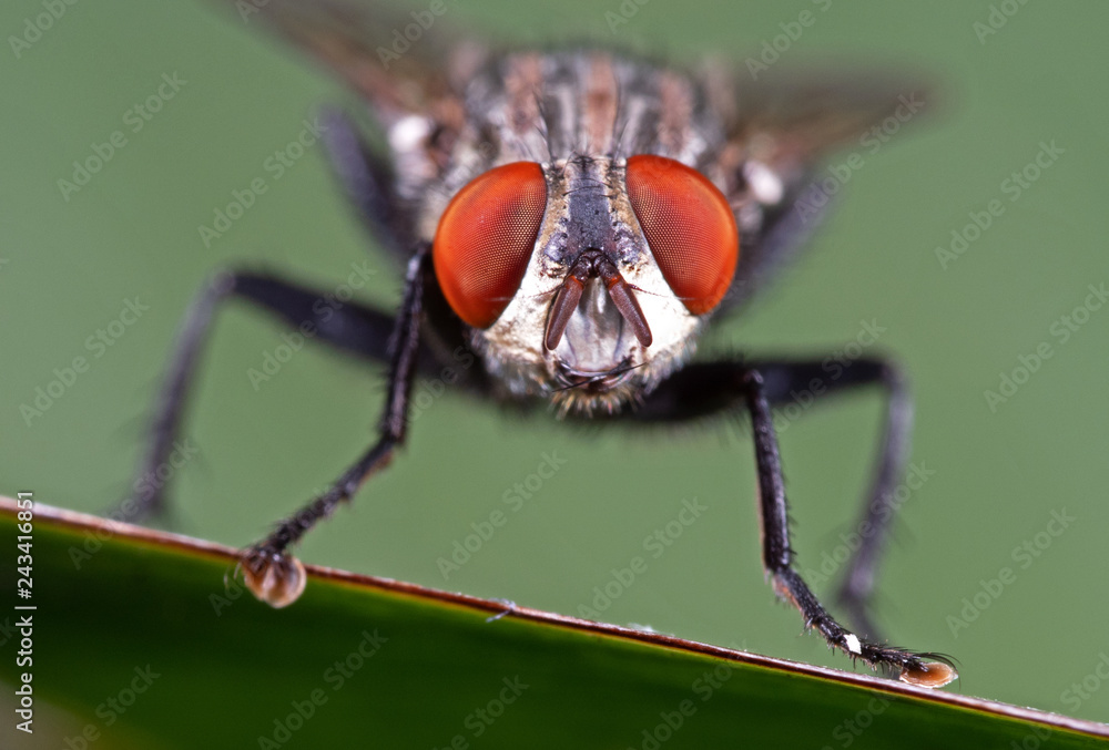 Macro Photo of Head of Housefly on Green Leaf with Copy Space Macro Photo of Head of Housefly on Green Leaf with Copy Space