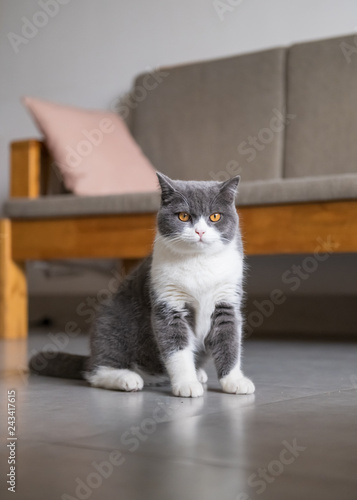 British short-haired cat sits on the ground