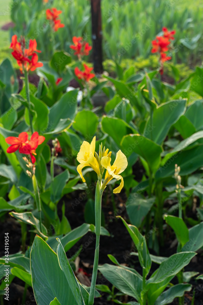 Majestic yellow canna lilies in an outdoor park Majestic yellow canna lilies in an outdoor park