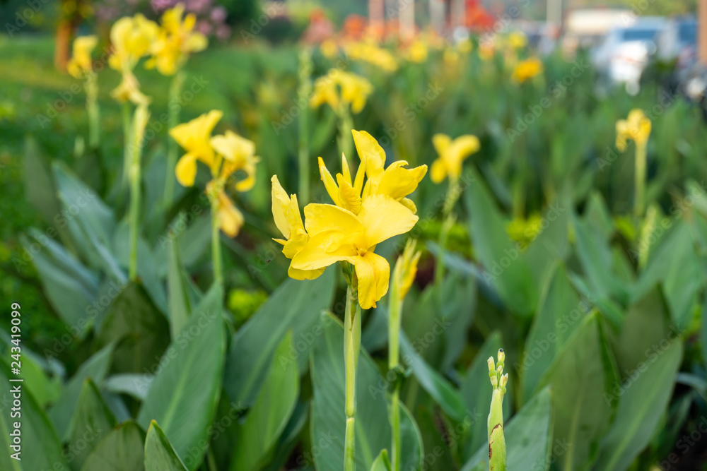 Obraz premium Majestic yellow canna lilies in an outdoor park