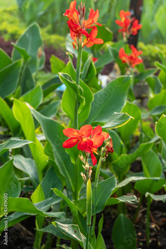 Majestic red canna lilies in an outdoor park