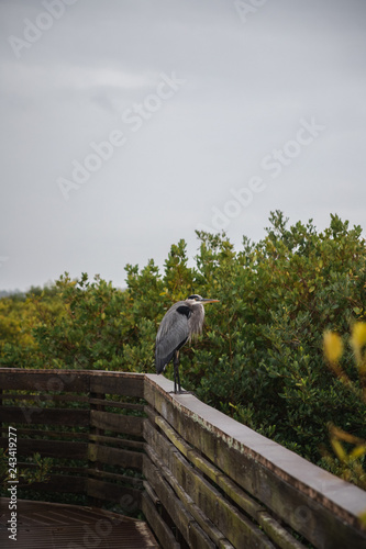 Bird on the Railing of the Boardwalk in the Rain © Alexander