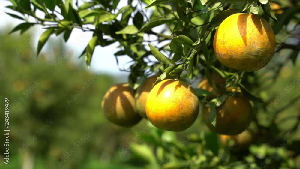 Orange fruits on trees. Orange fruits on trees.