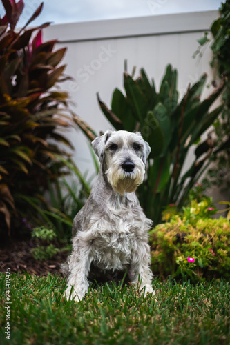 Wallpaper Mural Dog in Grass - Schnauzer Breed 2 Torontodigital.ca