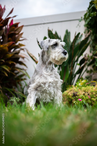 Wallpaper Mural Dog in Grass - Schnauzer Breed Torontodigital.ca