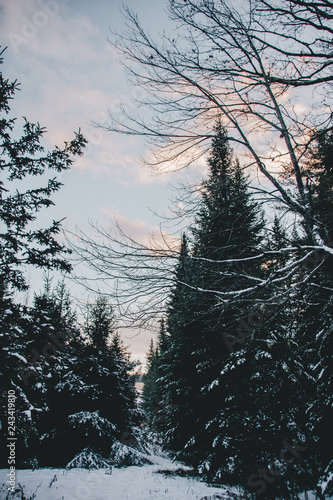 Winter Pine Trees Dusted with Snow