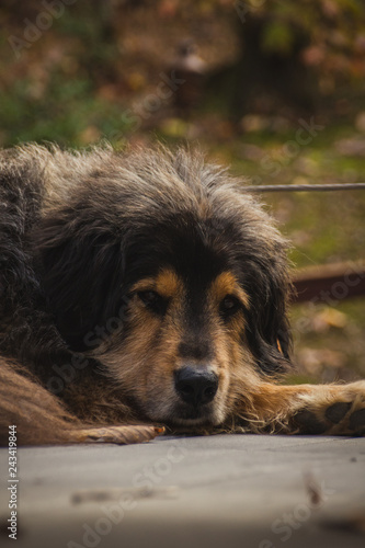 Sleeping Dog in the Country