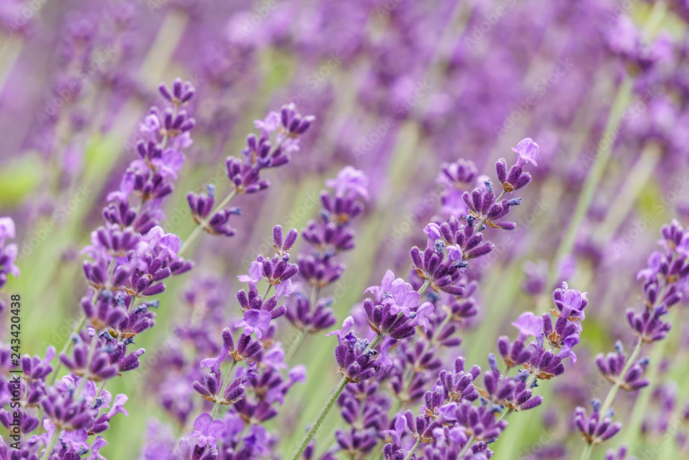 Lavender flower violet Lavandula flowers in nature with copy space.