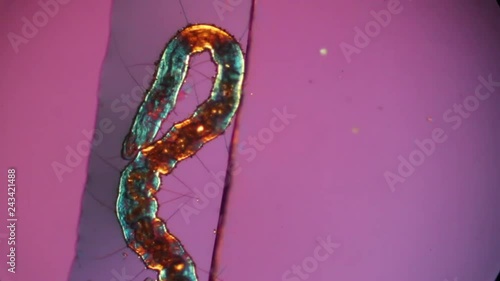 Colorful oligochaete worm swimming in polarized light on a glass slide under a microscope. photo