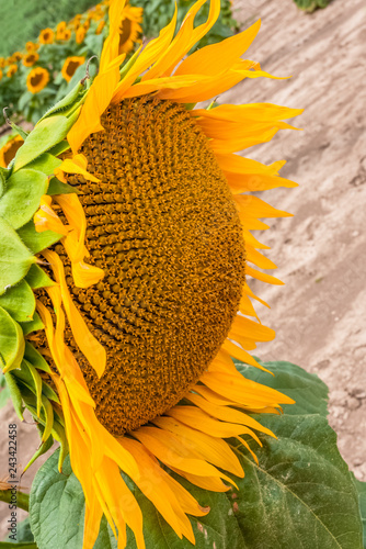 Fototapeta Naklejka Na Ścianę i Meble -   tournesol 