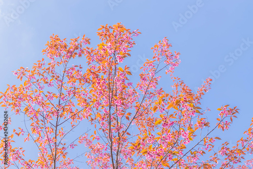The surface texture of Gratoxylum, formosum, Guttiferae, sweet colorful of Thailand sakura flower. photo