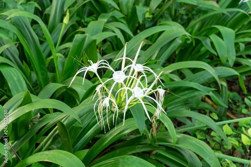 Crinum asiaticum flower in the garden