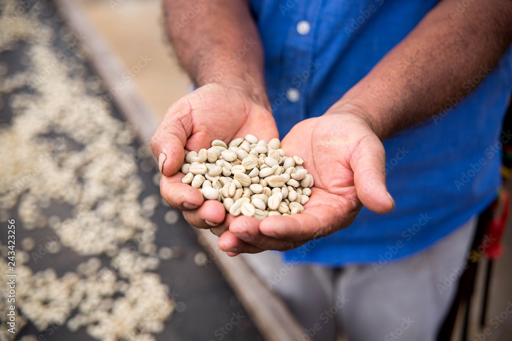 Green coffee beans dried unprocessed in farmer hand Green coffee beans dried unprocessed in farmer hand