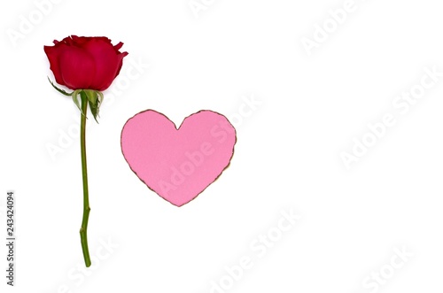 A single red rose with pink color heart love shape with burnt white paper at the edge on white background for Valentine s day that celebrate in 14 February of every year.