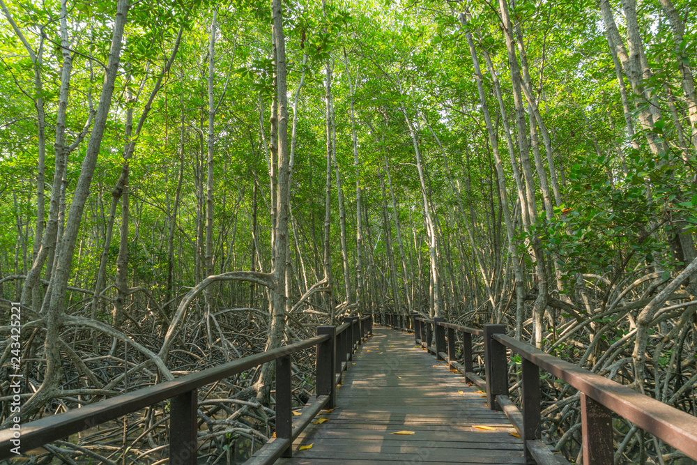 Fototapeta premium walk way, mangrove forest