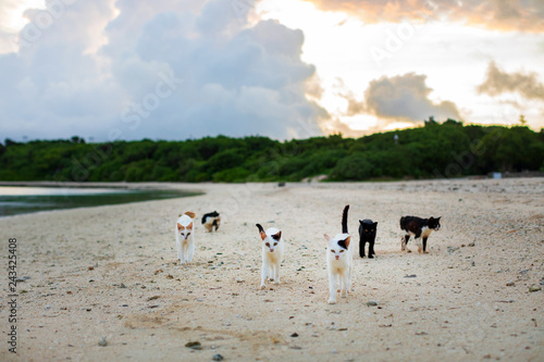 Cats walking together on the beach.