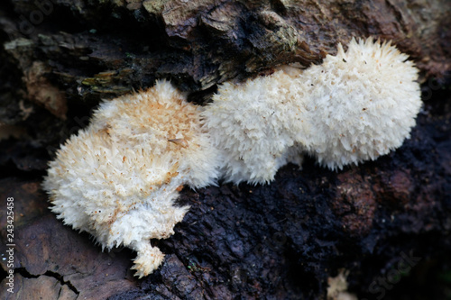 Powderpuff bracket fungus, Postia ptychogaster photo