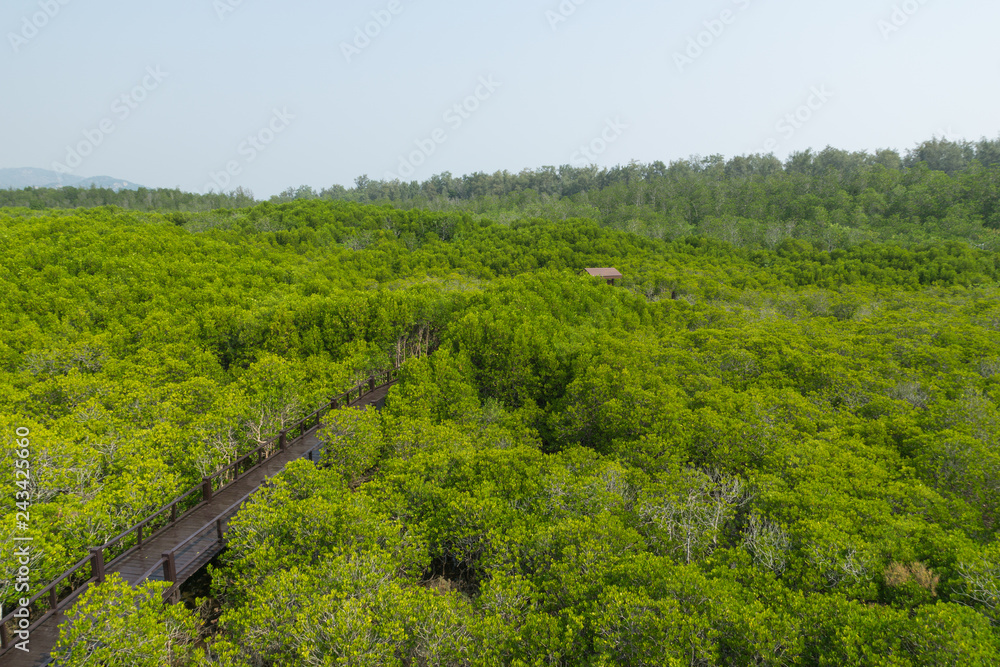 mangrove forest in thailand