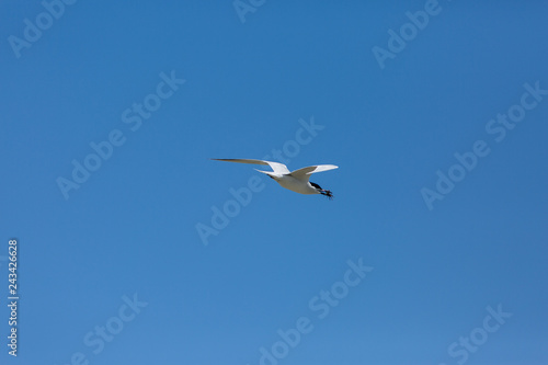 Tern flying with crab in beak 