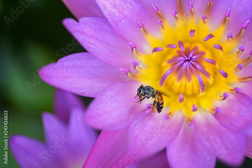 bee on lotus