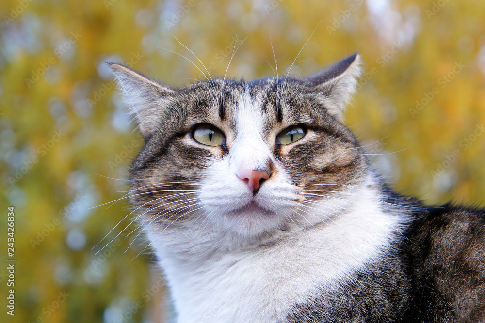 Fototapeta premium portrait of a cat