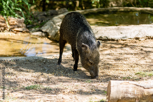 Javalina stealing bird feed photo