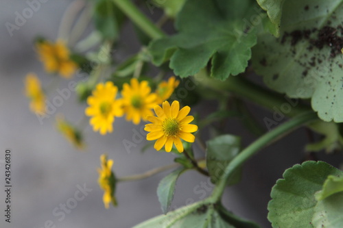 Small yellow flower