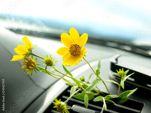 yellow flower in the car