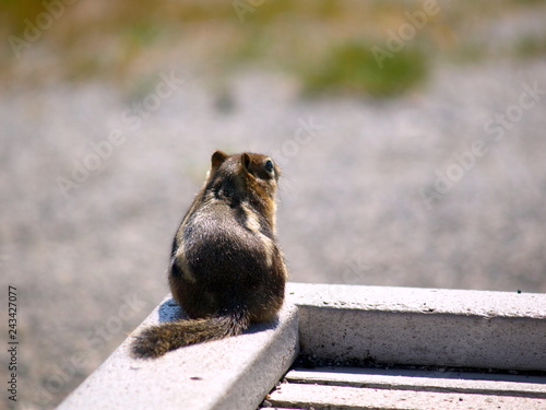 a squirrel' back