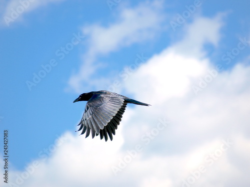 A Flying black bird