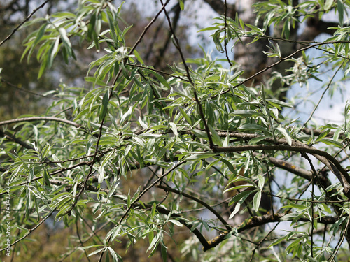 Pyrus salicifolia 'Pendula' - Feuilles argentées du poirier à feuilles de saule