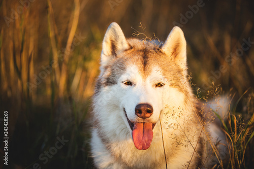 Beautiful Beige and white dog breed Siberian Husky lying in fall on a bright forest background.