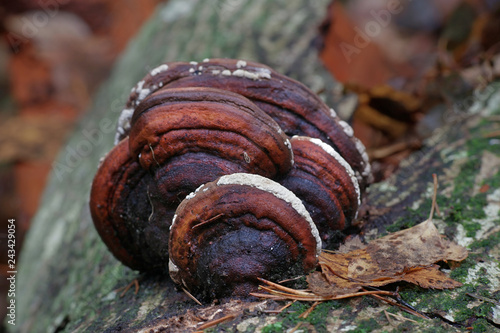 Ochre cushion, Hypocrea pulvinata, growing as a parasite on red belt conk, Fomitopsis pinicola.