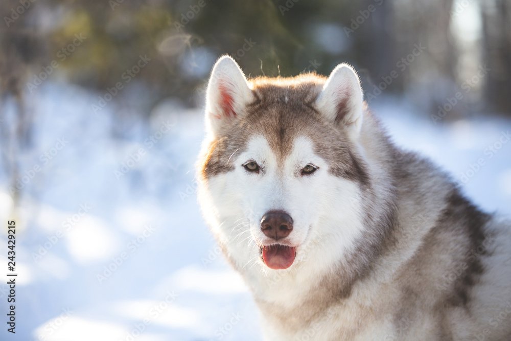 Close-up Portrait of beautiful, youngand free Siberian Husky dog sitting on the snow in the fairy forest in winter Close-up Portrait of beautiful, youngand free Siberian Husky dog sitting on the snow in the fairy forest in winter