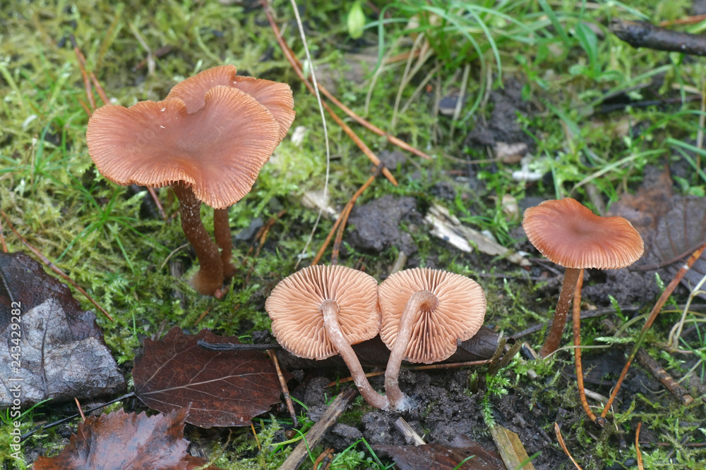 Tubaria furfuracea, commonly known as the scurfy twiglet Tubaria furfuracea, commonly known as the scurfy twiglet