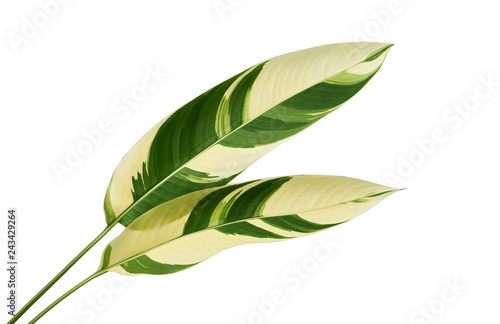 Heliconia variegated foliage, Exotic tropical leaf isolated on white background, with clipping path