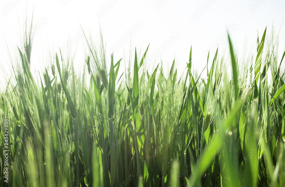 Close up of green wheat field growing vigorously at sunny day with white space on top. Fresh spring background Close up of green wheat field growing vigorously at sunny day with white space on top. Fresh spring background